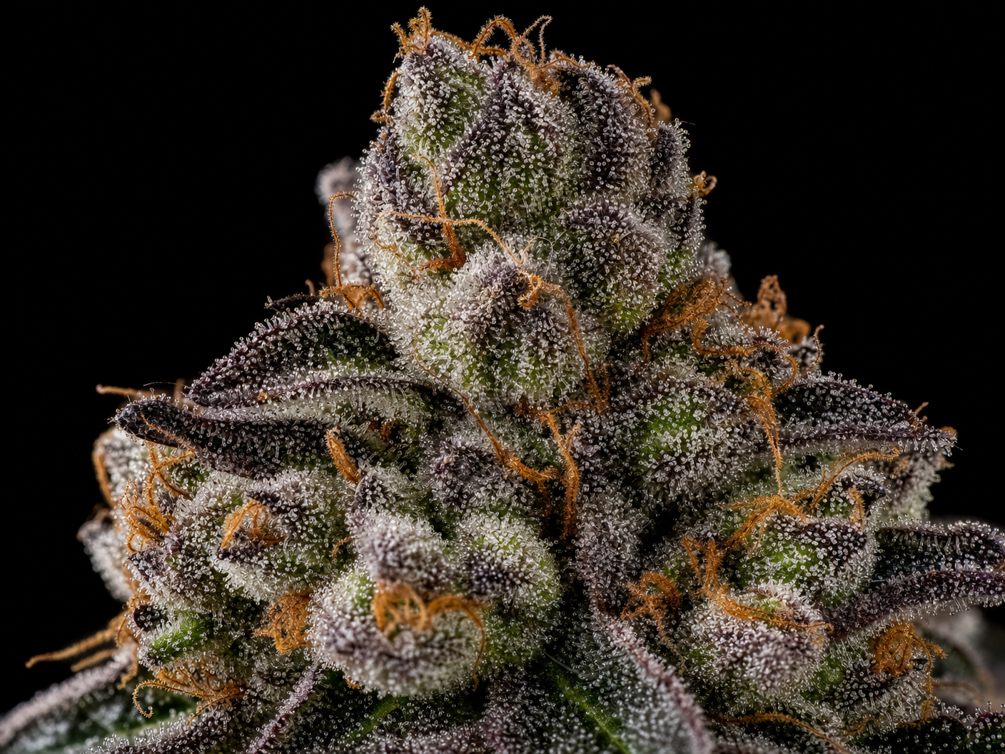 Premium cannabis — Cannvera